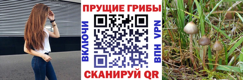 Галлюциногенные грибы Cubensis  нарко площадка официальный сайт  Апшеронск 
